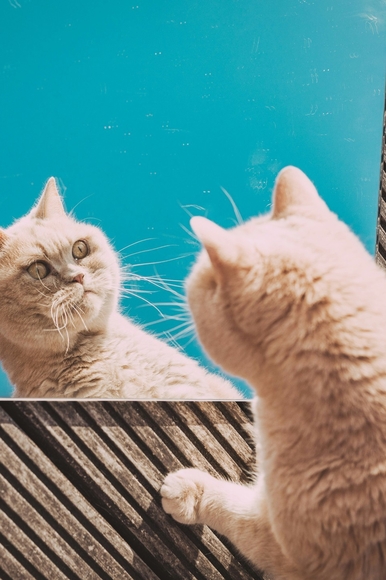 Схема терапии ХБП с Пронефрой