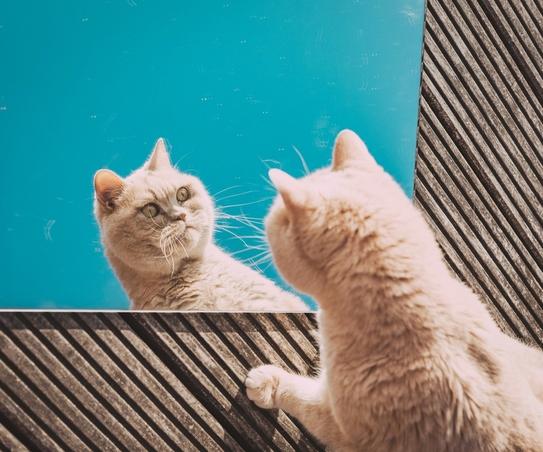 Обработка от лишая коров раствором Имаверола