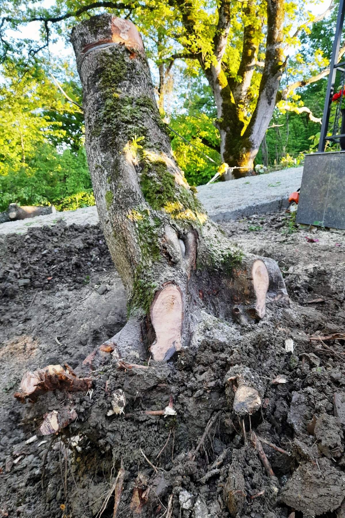 Корчевание удаление пней