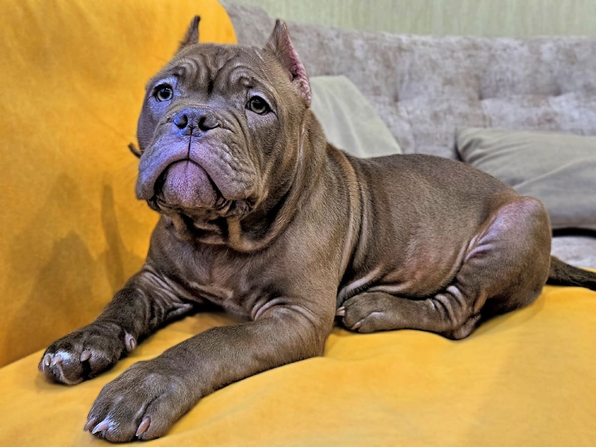 Американский булли на диване фото амбулли 4 месяца