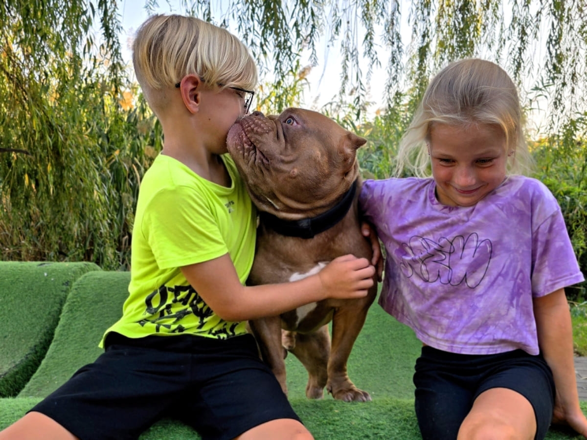 Американский булли целует мальчика фото амбулли 9 месяцев