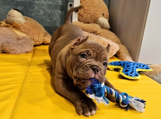 Щенок амбулли 2 месяца с любимой игрушкой