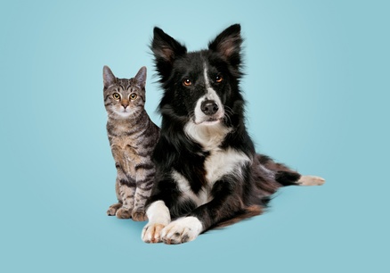 Прививка кошке, вакцинация собак