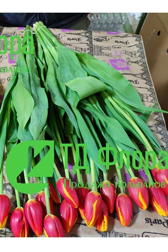нет картинки