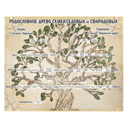 Макет "Родословное древо"