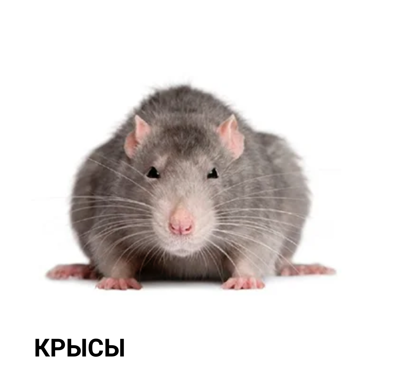 Уничтожение грызунов