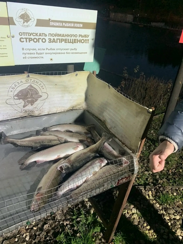 Улов форели гостей базы Улово под Суздалем, 21 октября 2026