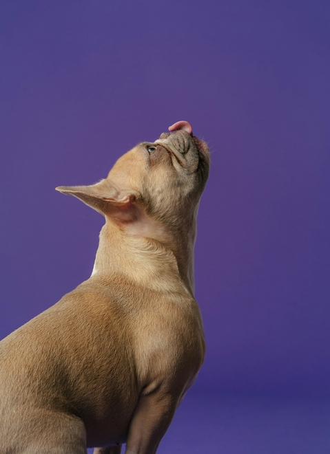 Веторил инструкция: правила применения