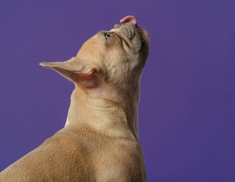 Веторил инструкция: правила применения