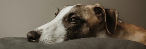 хитозан для кошек при хпн