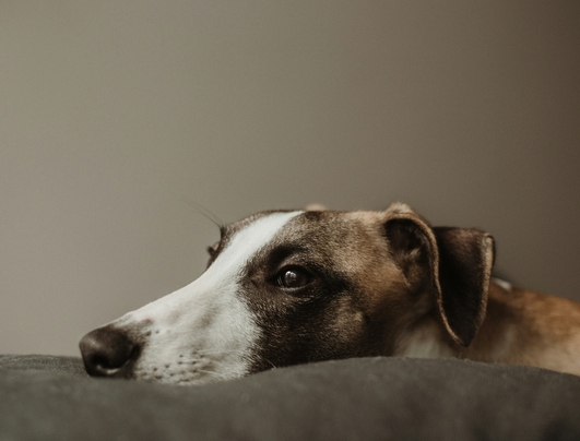 хитозан для кошек при хпн