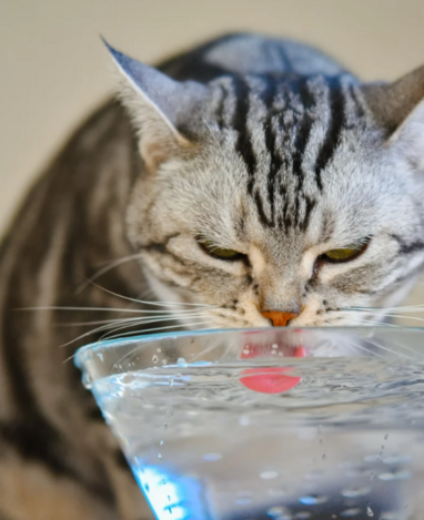 признаки повышения фосфора