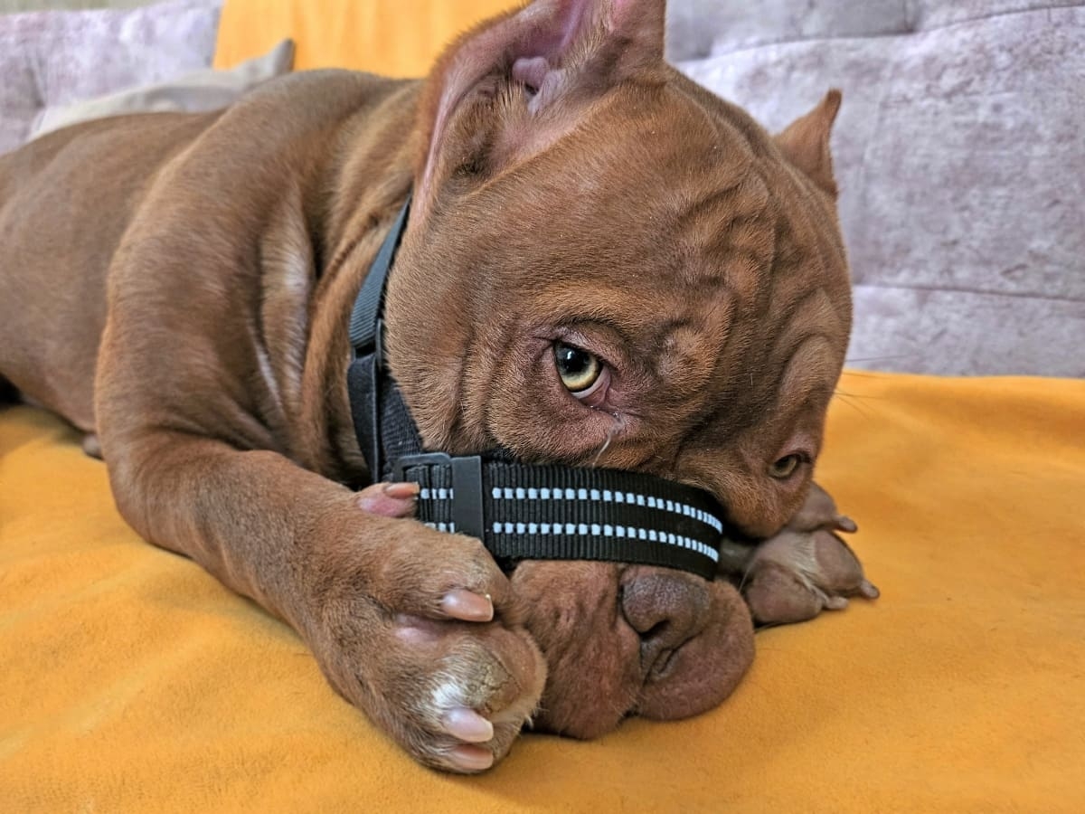 Американский булли грустит в нвморднике фото амбулли 5 месяцев