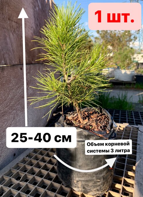 саженец сибирского кедра