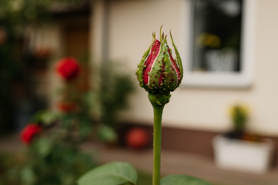 Тля на бутоне розы