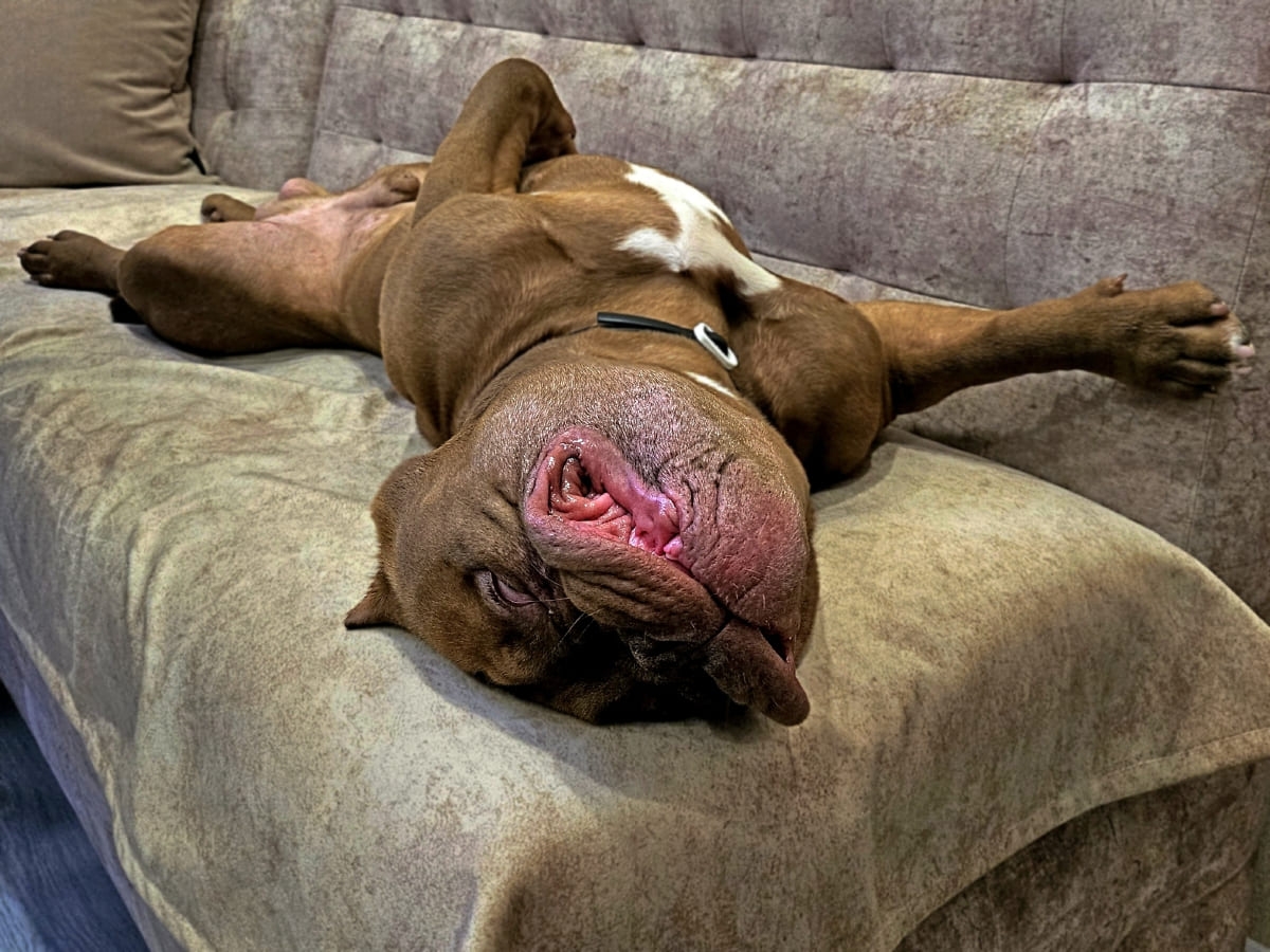 Американский булли спит на спине фото амбулли 6 месяцев