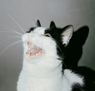 ХПН – комплексный подход с Ipakitine для продления жизни питомца