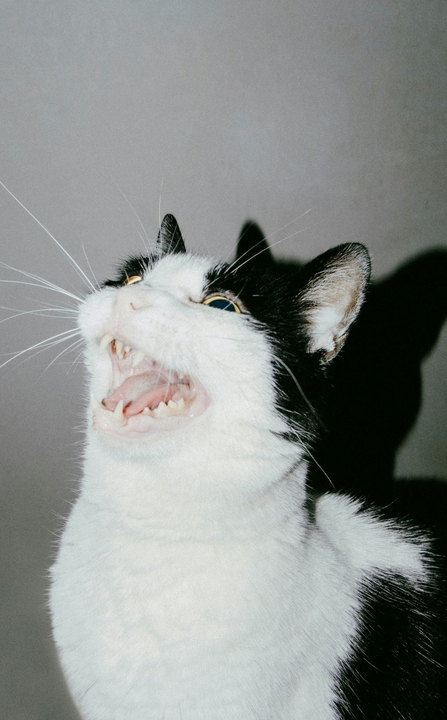 ХПН – комплексный подход с Ipakitine для продления жизни питомца