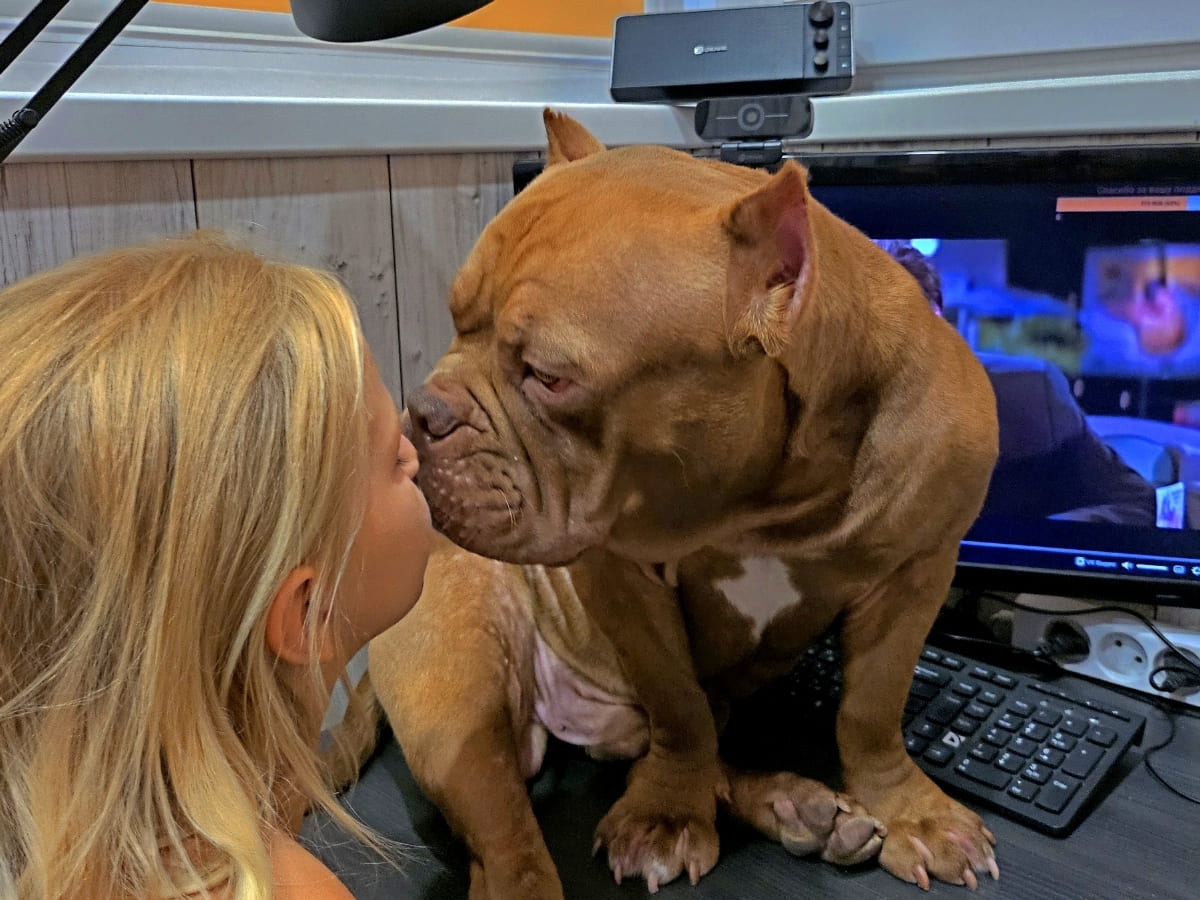 Американский булли в квартире с ребёнком фото амбулли 6 месяцев