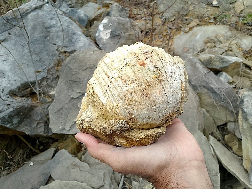 Карьер в Калужской области для экскурсии По дну древнего моря