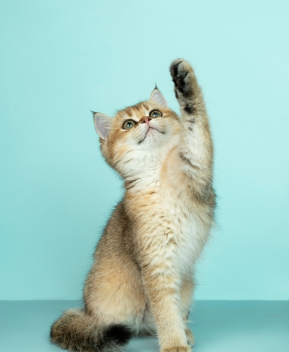 нализы при болезни почек у собак