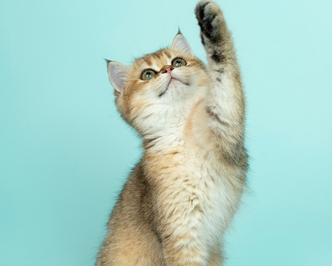 Состояние животного до и после перерыва в приеме Пронефры