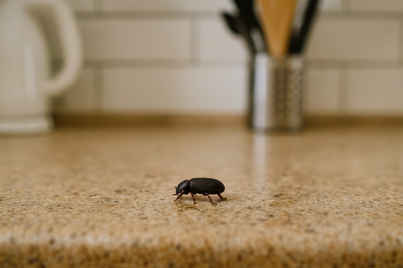 Жук на кухне на столе