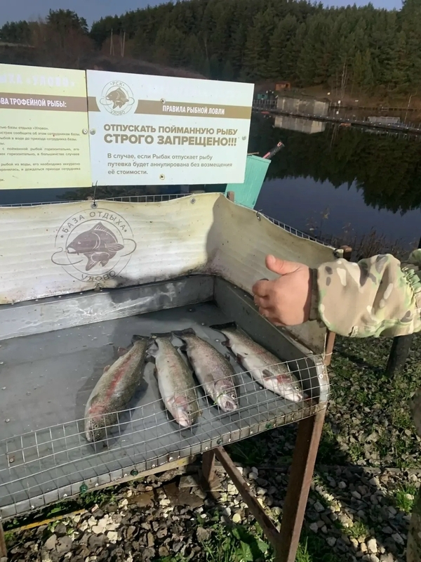 Улов форели гостей базы Улово под Суздалем, 28 октября 2026