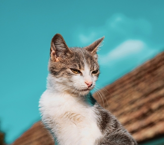 Возможные побочные реакции на Пронефру у животных