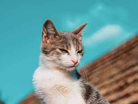 пронефра для кошек инструкция по применению цена