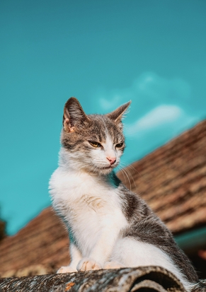 Возможные побочные реакции на Пронефру у животных