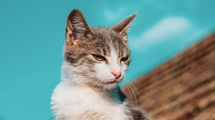 пронефра для кошек инструкция по применению цена