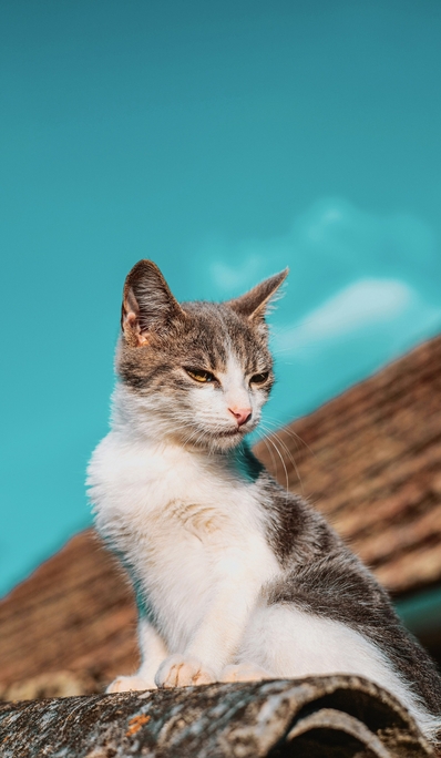 Пронефра в ветеринарной практике