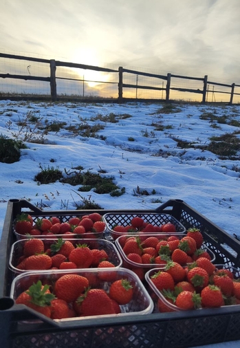 Клубника в Сибири