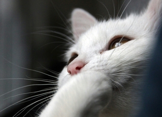 Неправильное применение препарата Пронефра