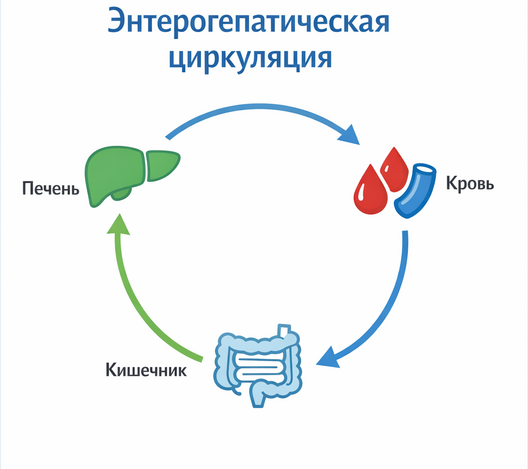 Роль желчных кислот в терапии холестаза