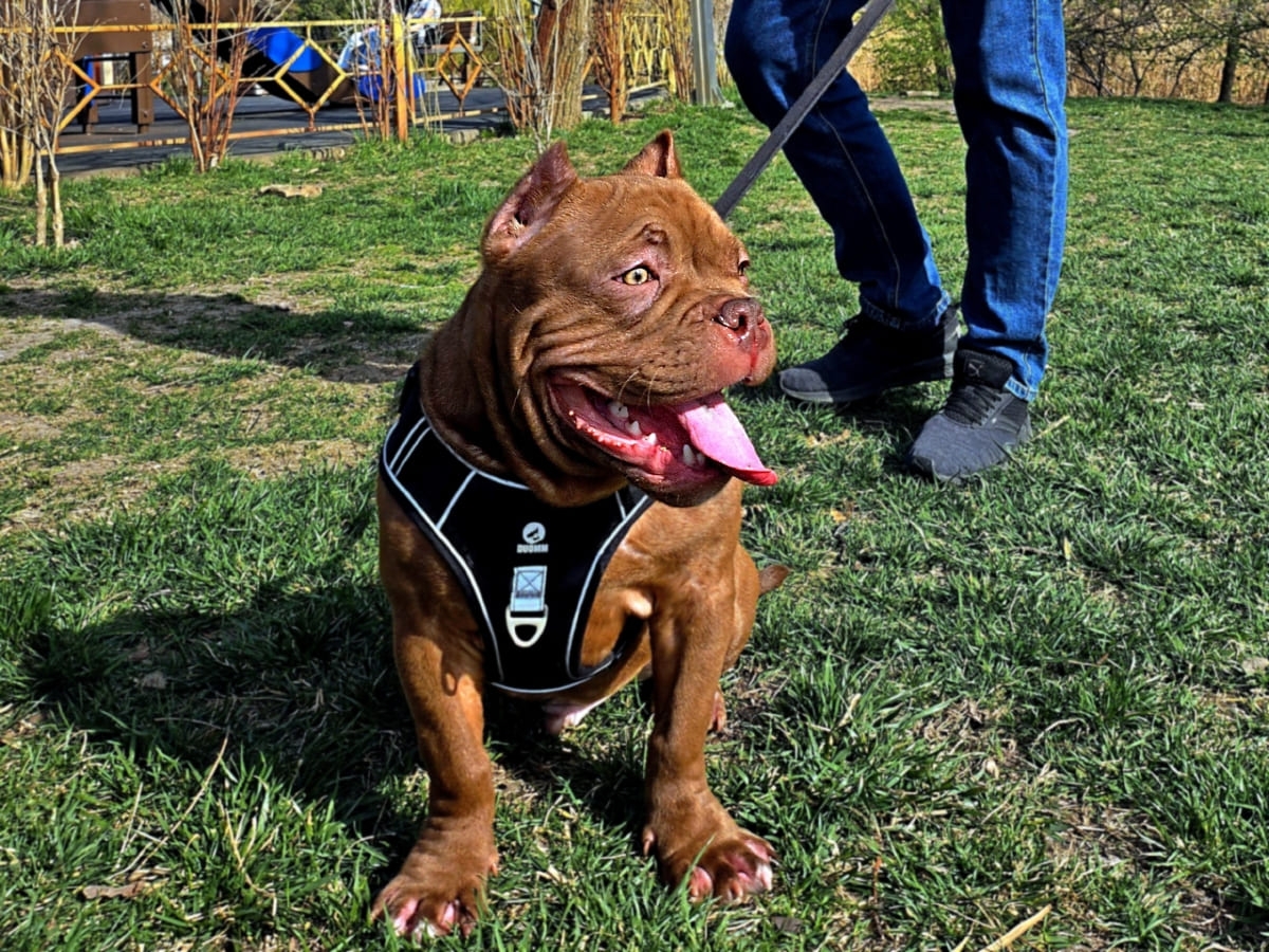 Американский булли на прогулке фото амбулли 5 месяцев