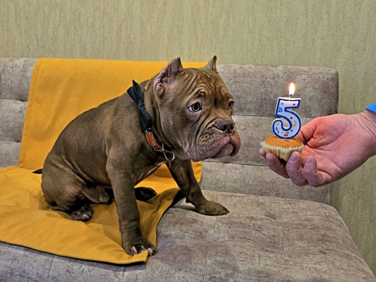 Американский булли день рождения фото амбулли 5 месяцев