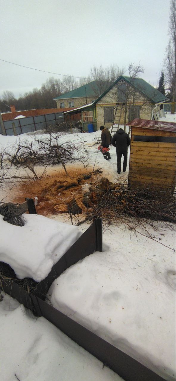 спил дерева Саратов