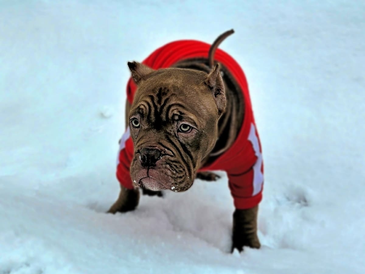 Американский булли впервые увидел снег фото амбулли 4 месяцев
