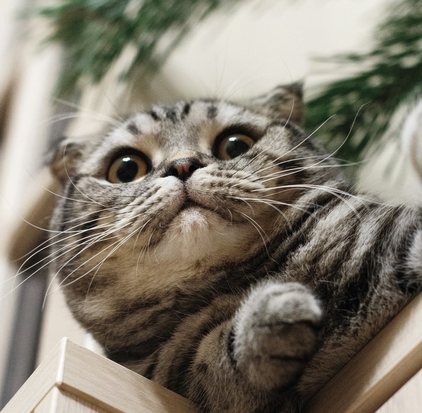 Факторы, влияющие на продолжительность приема Пронефры: стадия ХПН, возраст, вес