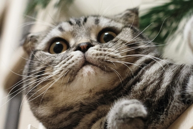 пронефра купить спб