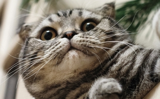 Факторы, влияющие на продолжительность приема Пронефры: стадия ХПН, возраст, вес