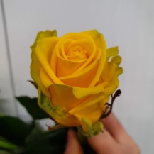 фото розы пени лейн