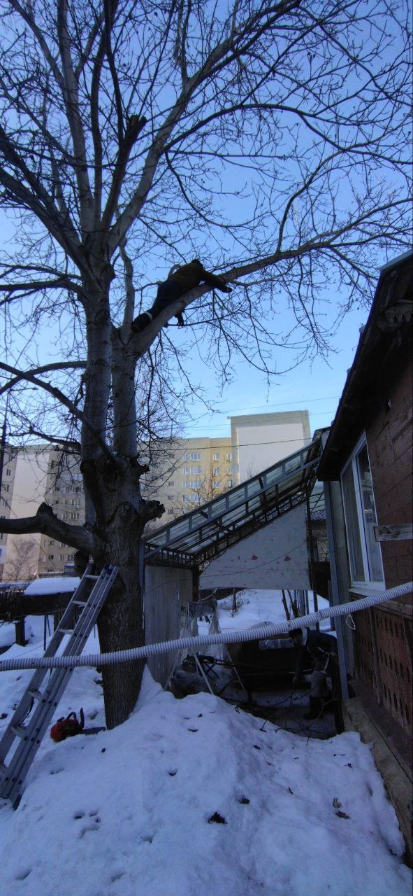 вырубка Саратов