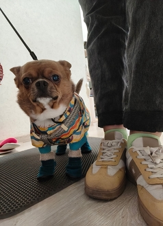 Мастерская обуви для собак