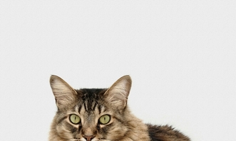 ХПН – комплексный подход с Ipakitine для продления жизни питомца