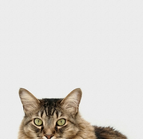 ХПН – комплексный подход с Ipakitine для продления жизни питомца