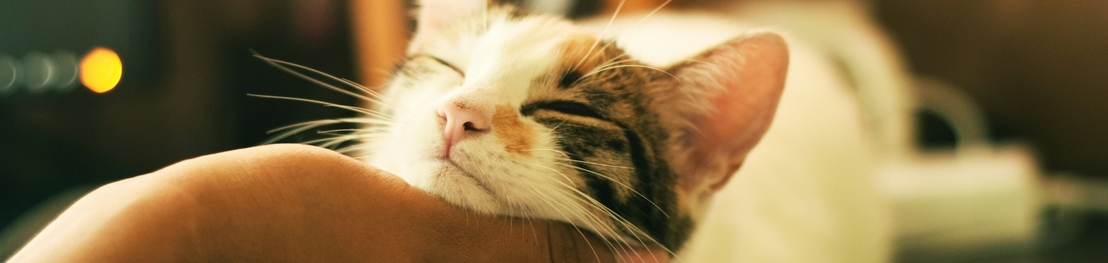 ХПН у питомцев: как Ипакитине облегчает симптомы