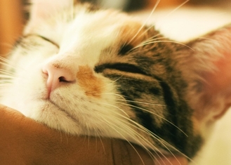 ХПН у питомцев: как Ипакитине облегчает симптомы